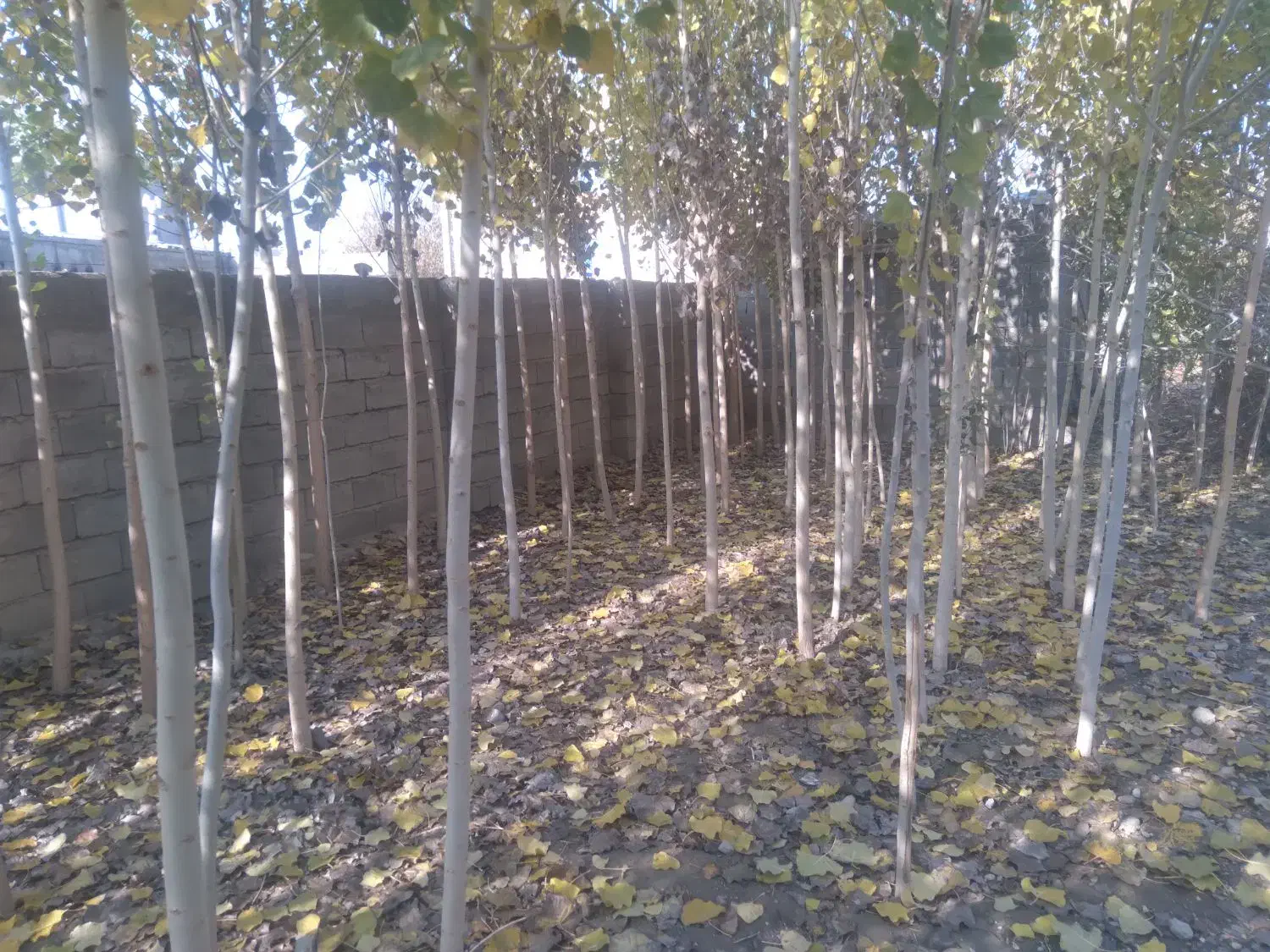 صنوبر فروشی|کلکسیون و سرگرمی|شاهین دژ, |دیوار