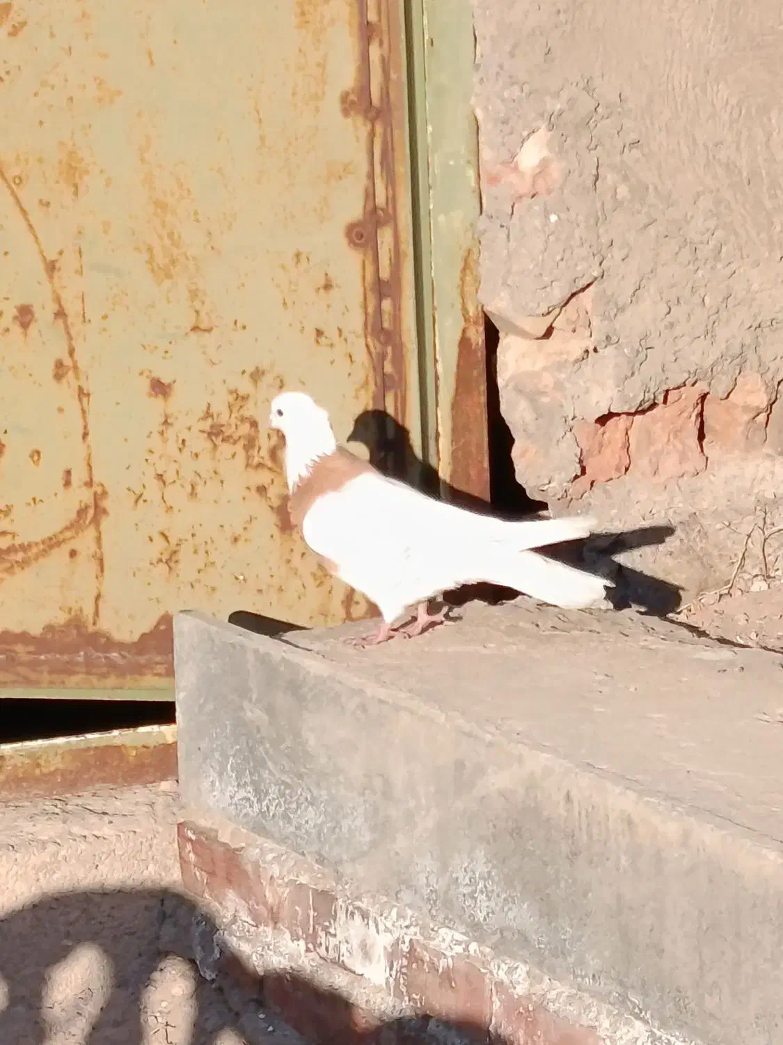 کبوتر|پرنده|تبریز, |دیوار