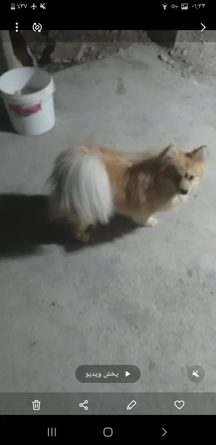 سگ پامر|سگ|برازجان, |دیوار