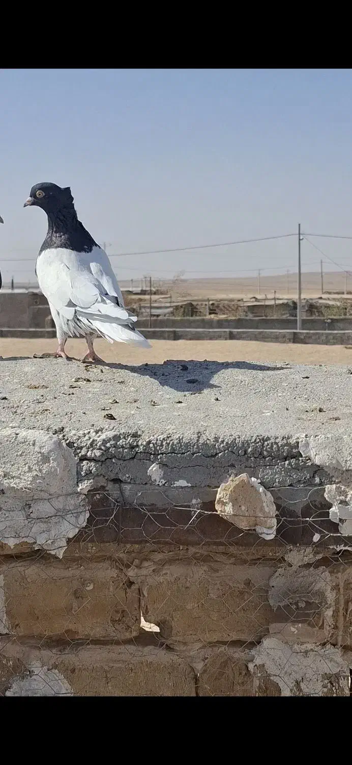 کبوتر پرنده|پرنده|فریمان, |دیوار