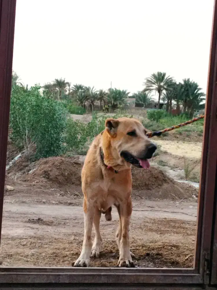 واگزاری سگ افغان|سگ|بافق, |دیوار