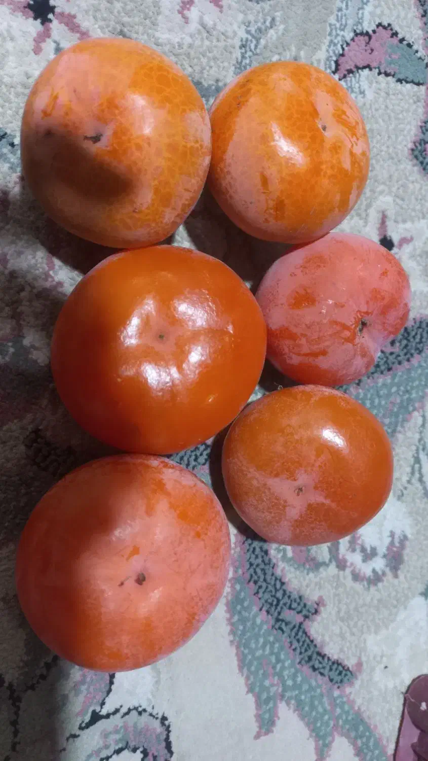 خرمالوی درجه یک|خوردنی و آشامیدنی|قم, شاه سید علی|دیوار