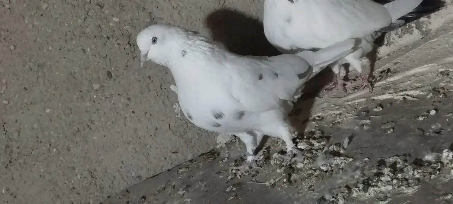 سه کفتر پرشی|پرنده|ماهنشان, |دیوار