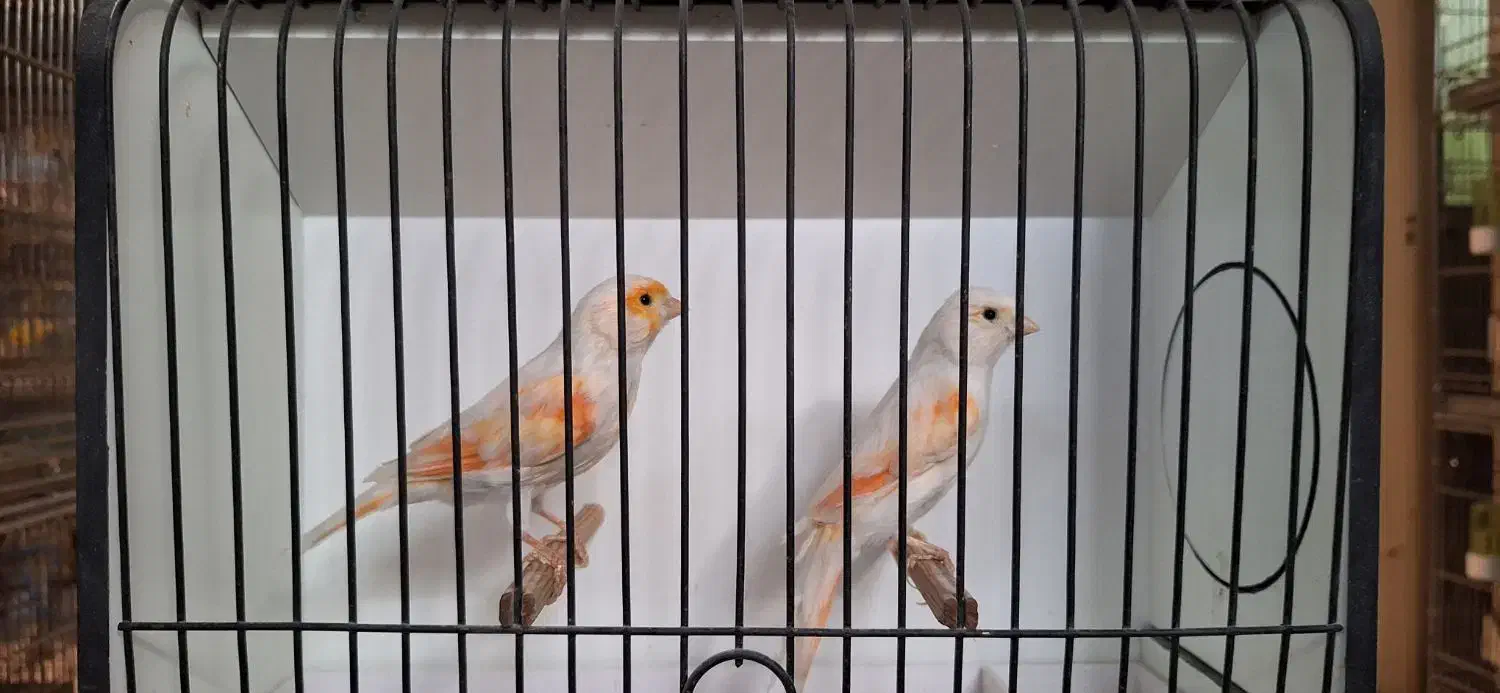 فروش تعدادی قناری رنگی|پرنده|فردیس, نسترن شرقی|دیوار