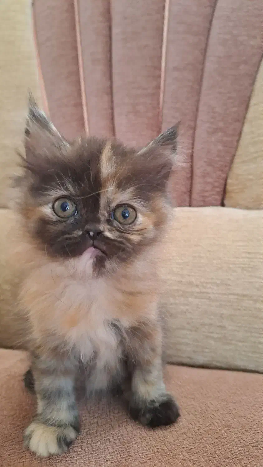 بچه گربه پرشین هیمالین|گربه|یزد, |دیوار