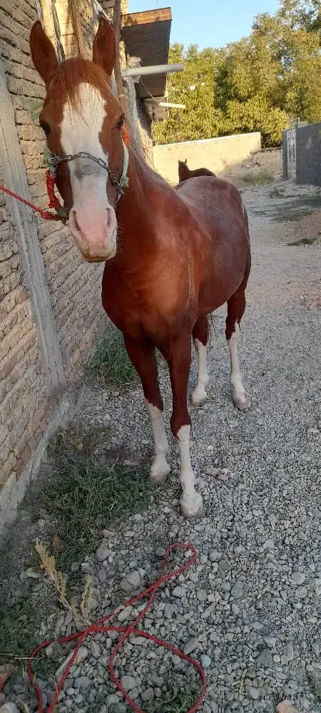 اسب عرب|اسب و تجهیزات اسب‌سواری|ارومیه, |دیوار