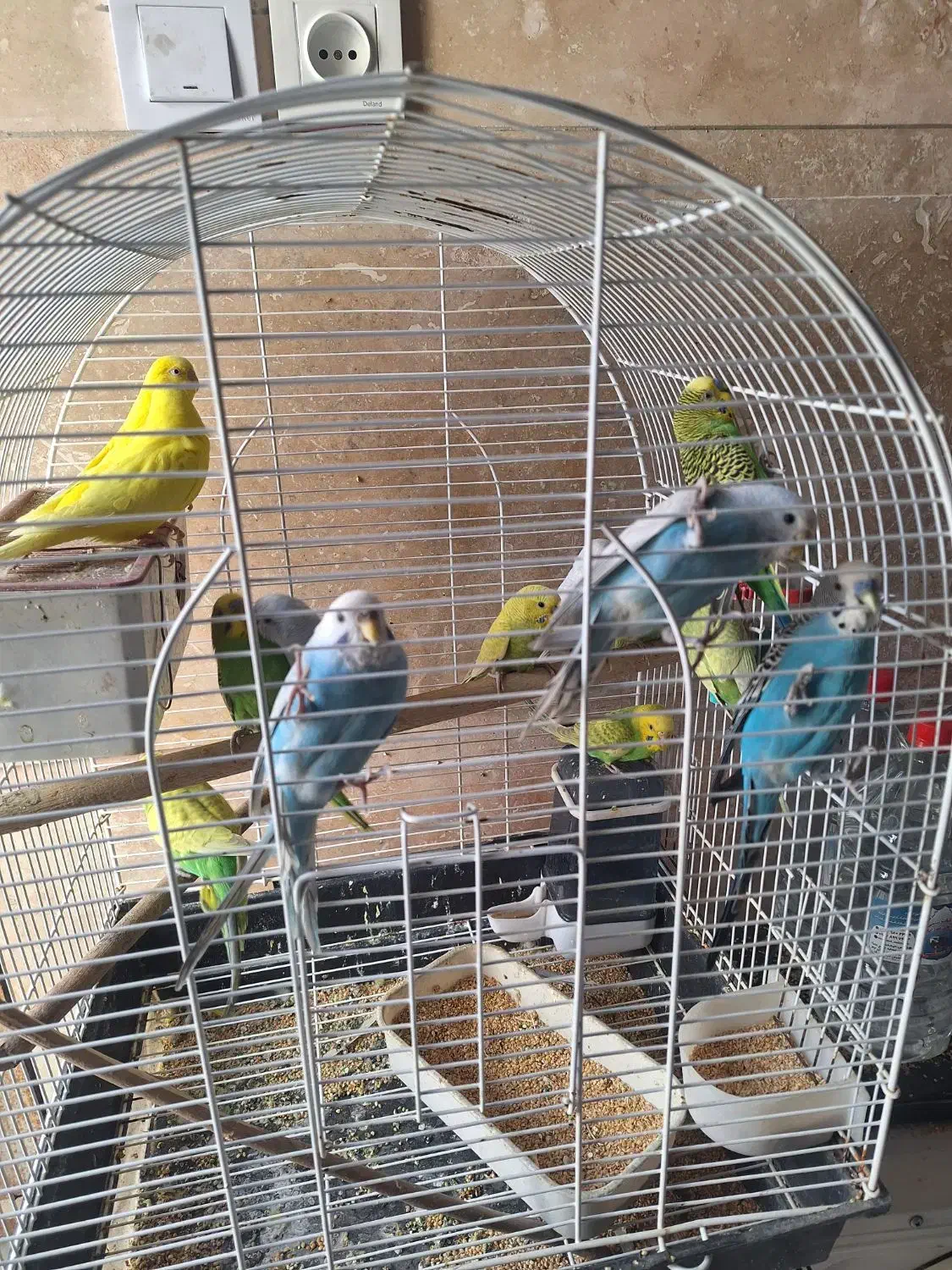 مرغ عشق جفتی 450/000 هزار تومان|پرنده|شیراز, مسلم|دیوار