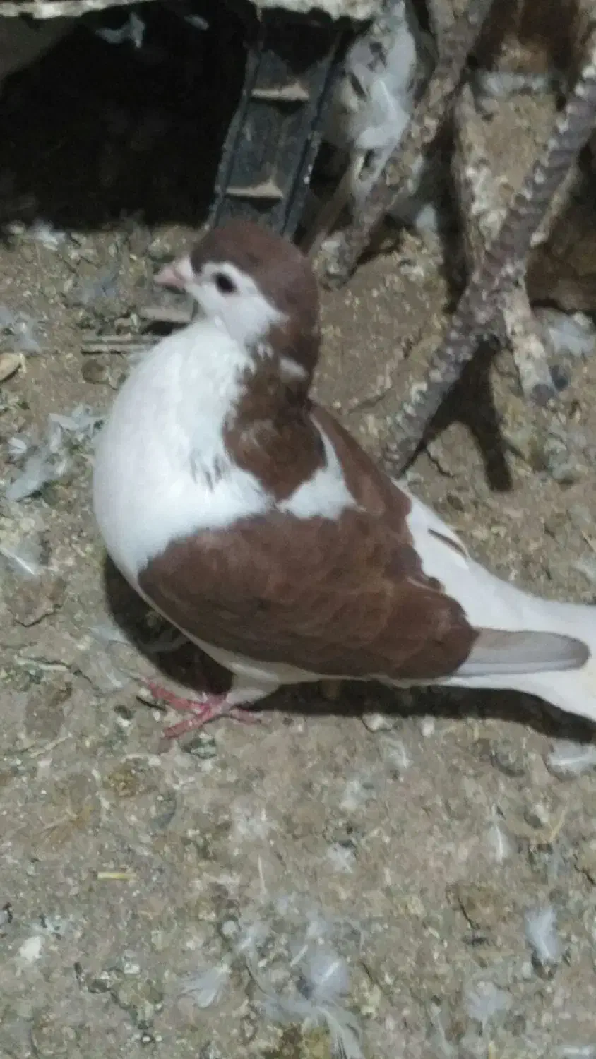 کفترخال‌وچپ‌وطوقی‌‌|پرنده|شامکان, |دیوار