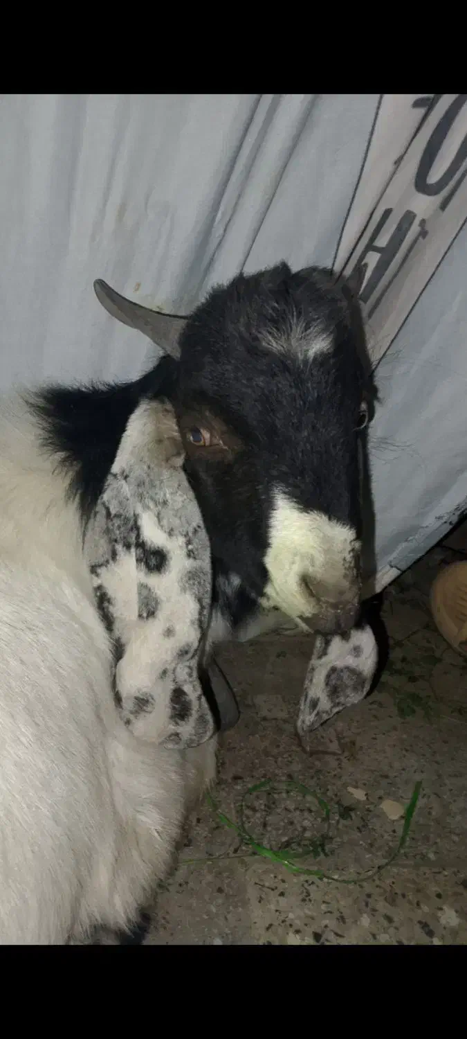 گوسفند کاموری|حیوانات مزرعه|ایرانشهر, |دیوار