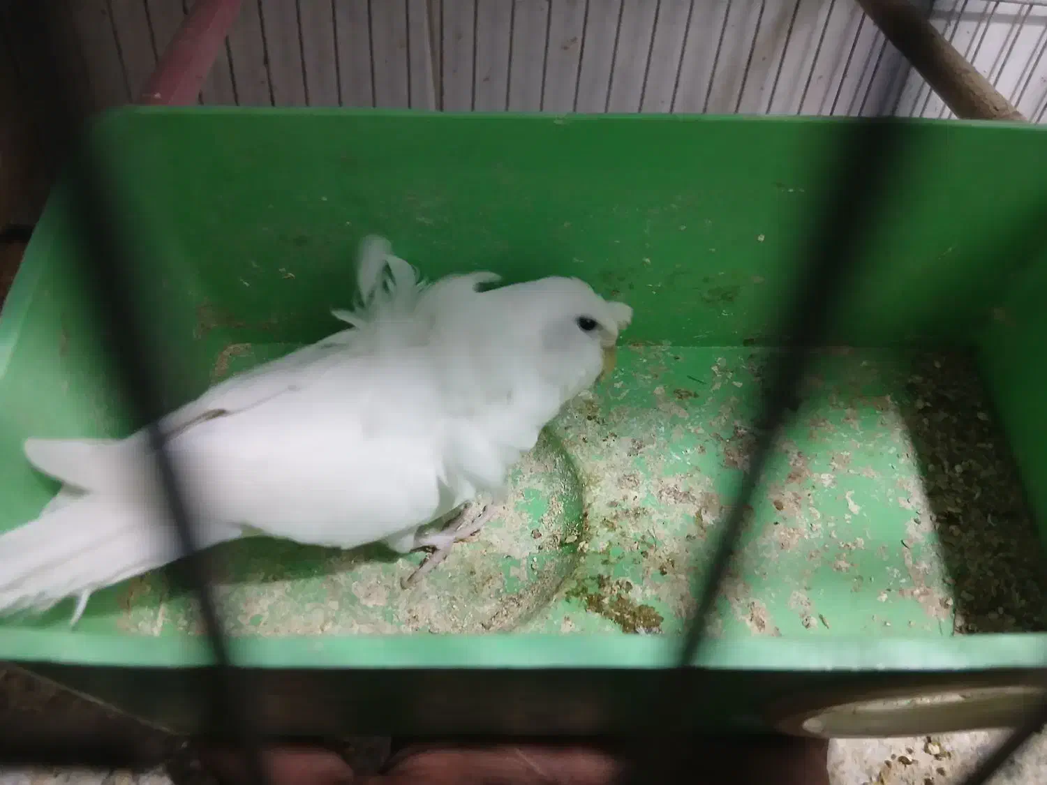 مرغ عشق پروانه ای|پرنده|آذرشهر, |دیوار