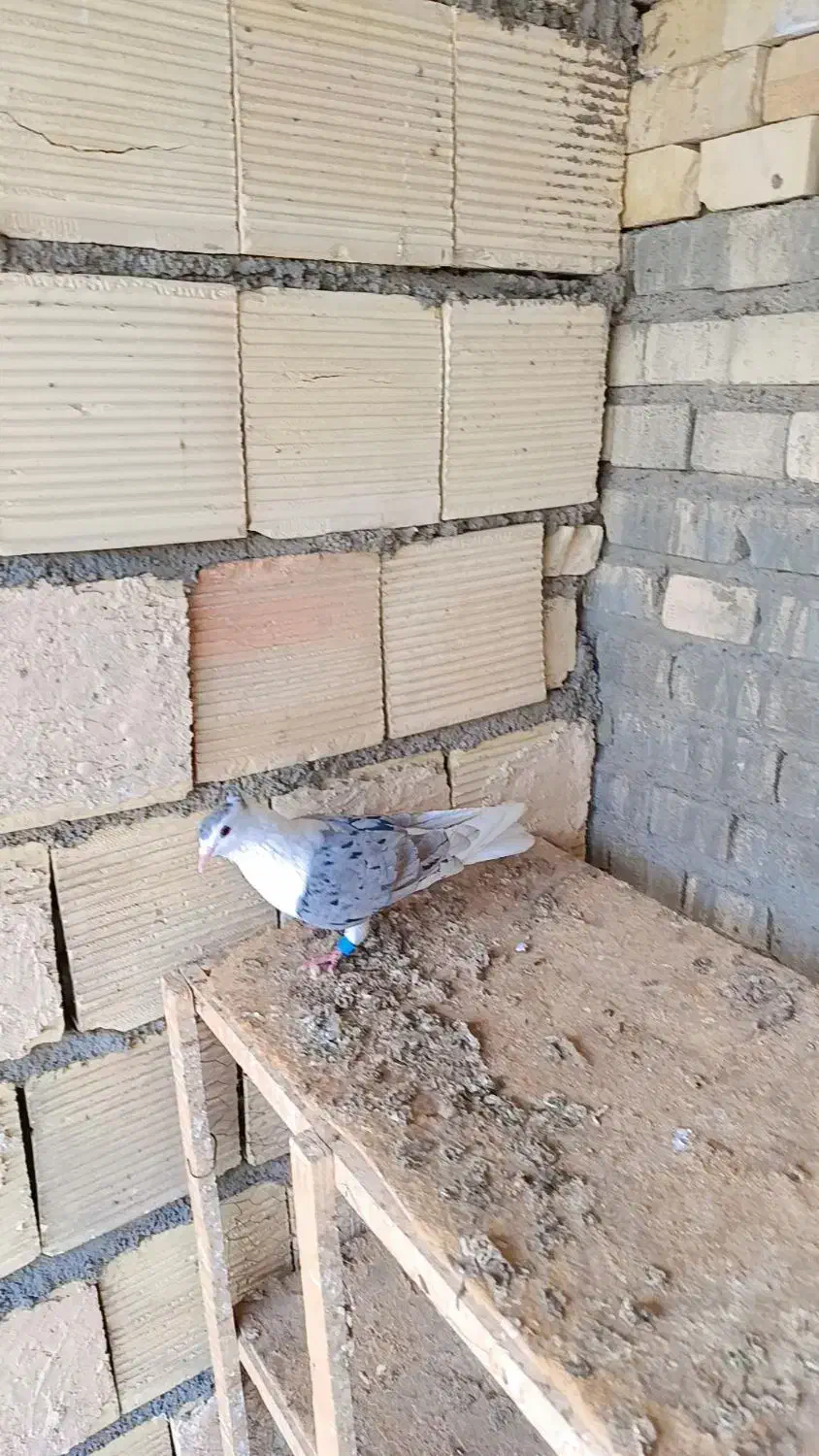 شیرازی|پرنده|سوسنگرد, |دیوار