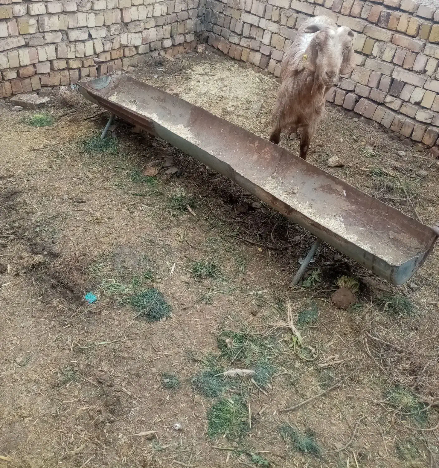 دو عدد بز|حیوانات مزرعه|تربت‌حیدریه, پائین ولایت|دیوار