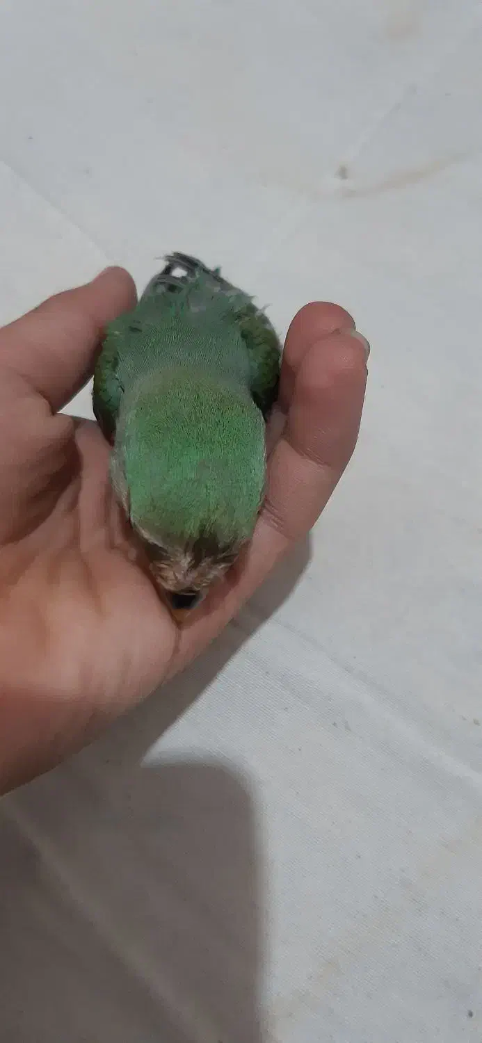 طوطی گمشده|حیوانات|اردبیل, |دیوار