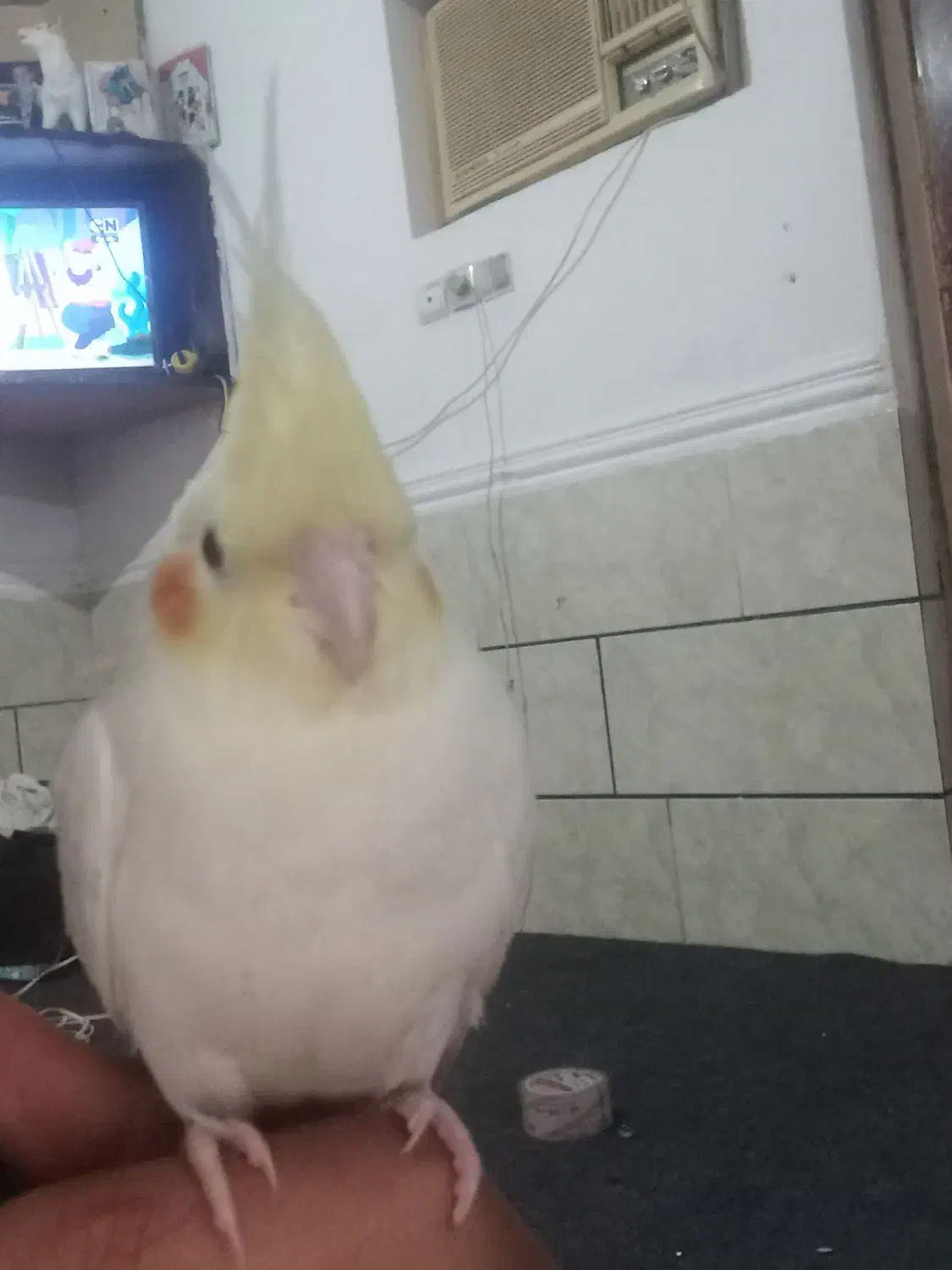 پرنده|حیوانات|رامشیر, |دیوار