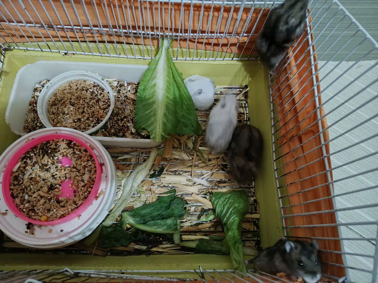 ۵عدد همستر کمپل مینیاتوری|موش و خرگوش|تهران, شارق|دیوار