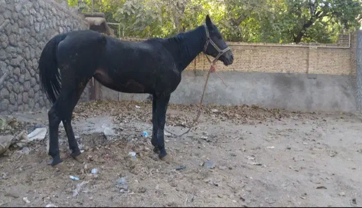 مادیون مشکی|اسب و تجهیزات اسب‌سواری|مهریز, |دیوار