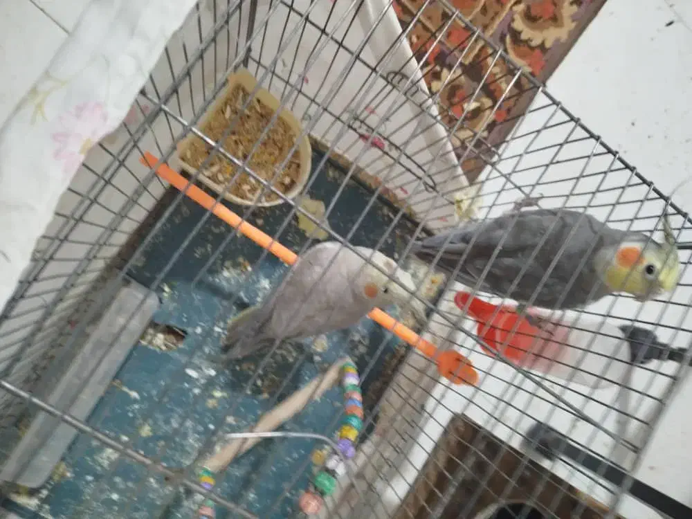 عروس هلندی ‌|پرنده|بم, |دیوار