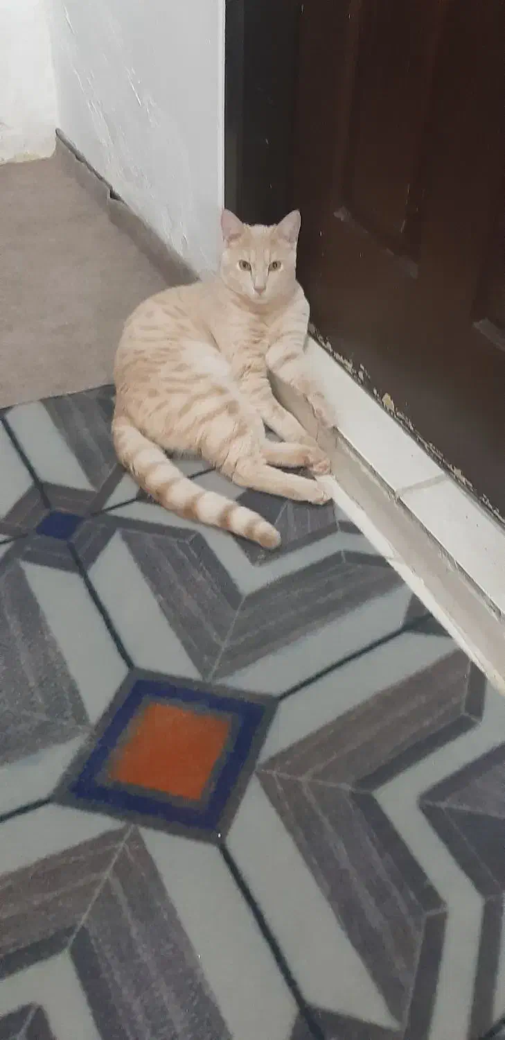 واگذاری گربه|گربه|شیراز, ارم|دیوار