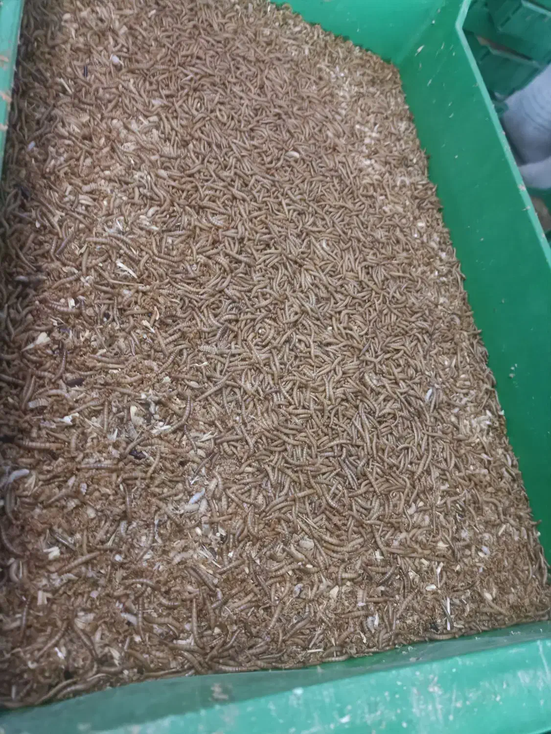 فروش کود کرمملورم|گل و گیاه طبیعی|شیراز, علی آباد|دیوار