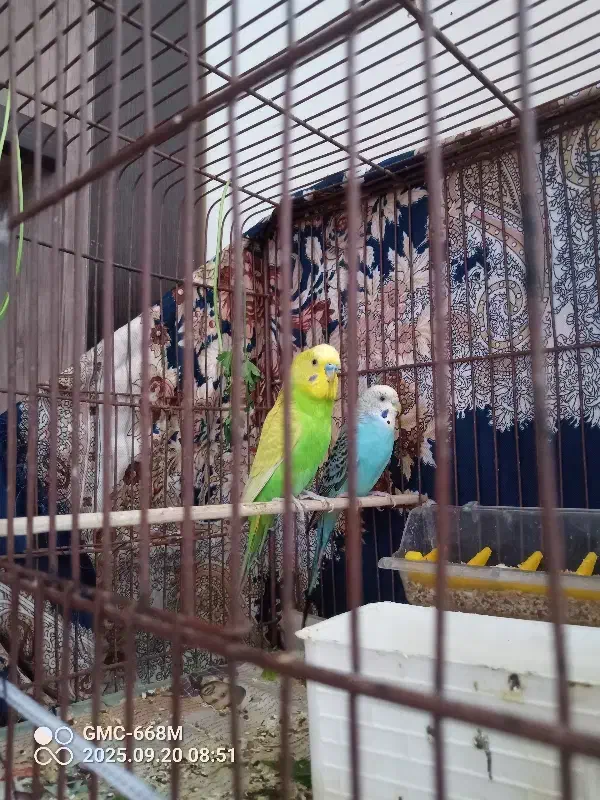 جفت مرغ عشق|پرنده|اردبیل, |دیوار