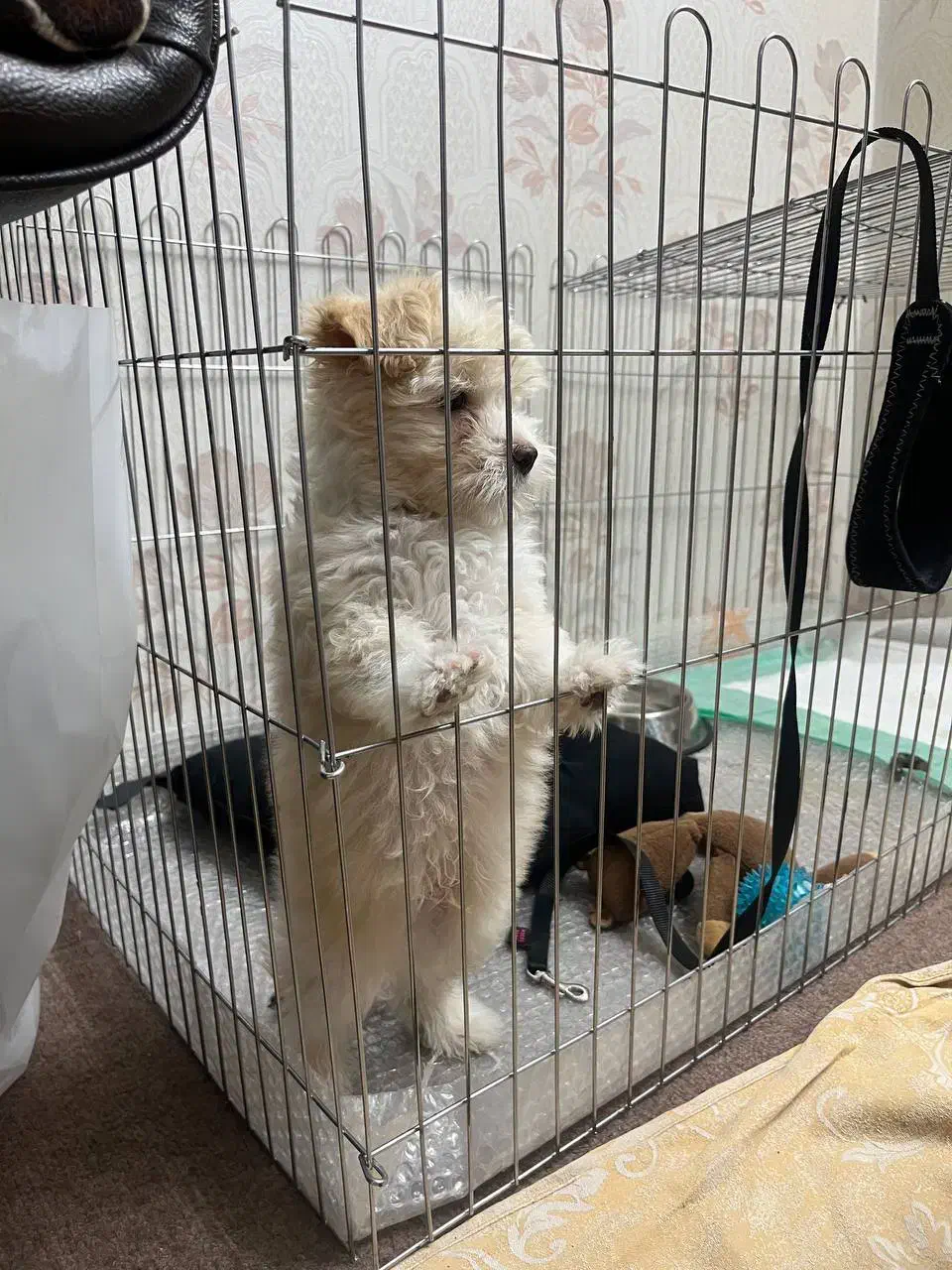 سگ نژاد مالتیپو‌ عروسکی|سگ|تهران, علم و صنعت|دیوار