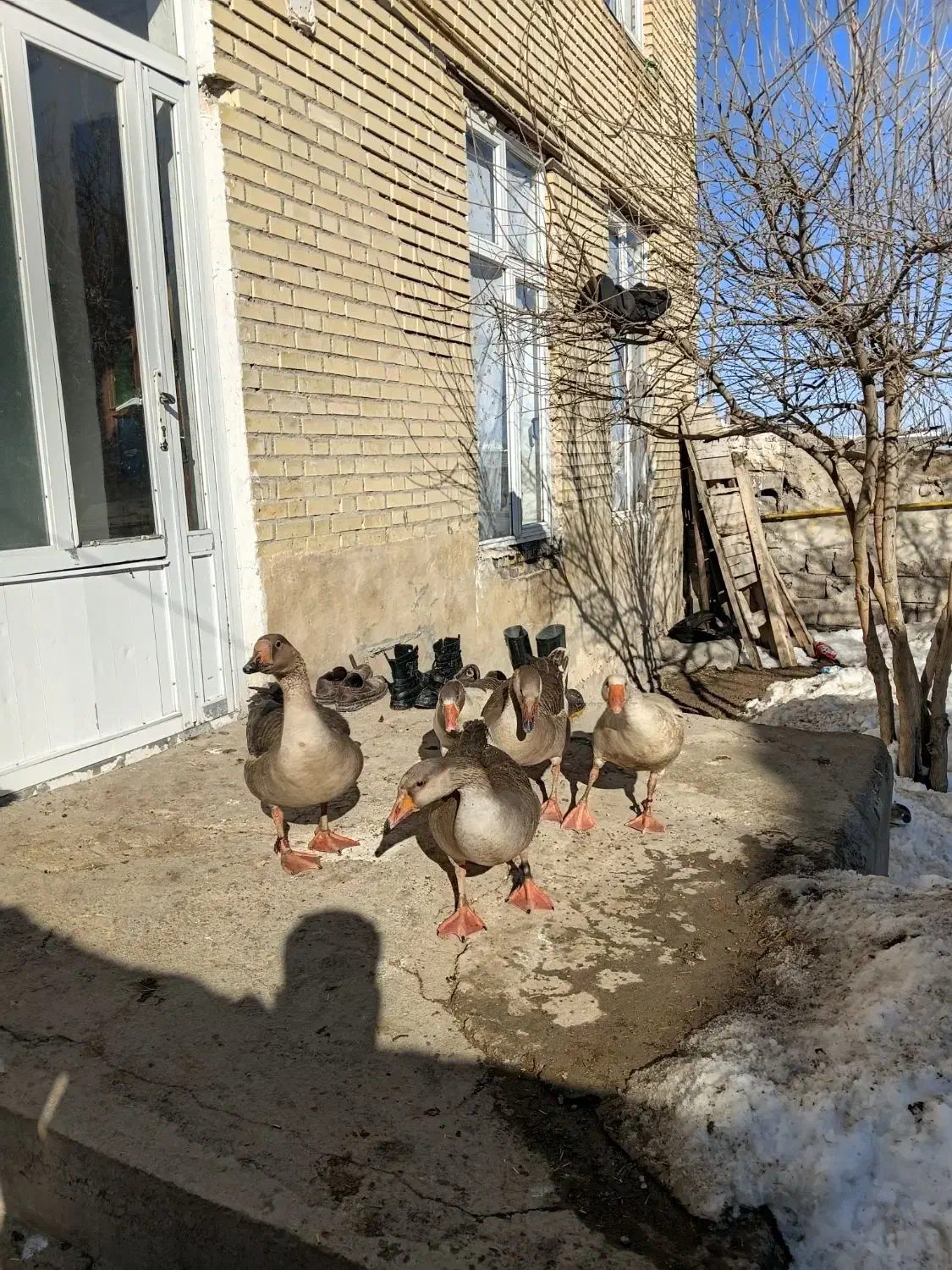 غازقو وساده خشکه رود اشتباه نکنید ۱۰ میلیون|حیوانات مزرعه|اردبیل, |دیوار