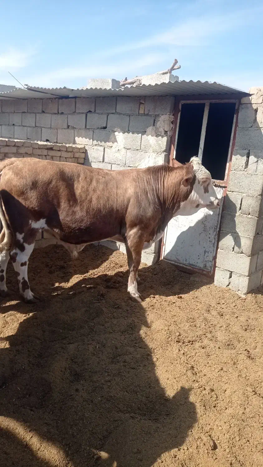 نرگاو سیمینتال|حیوانات مزرعه|بافق, |دیوار