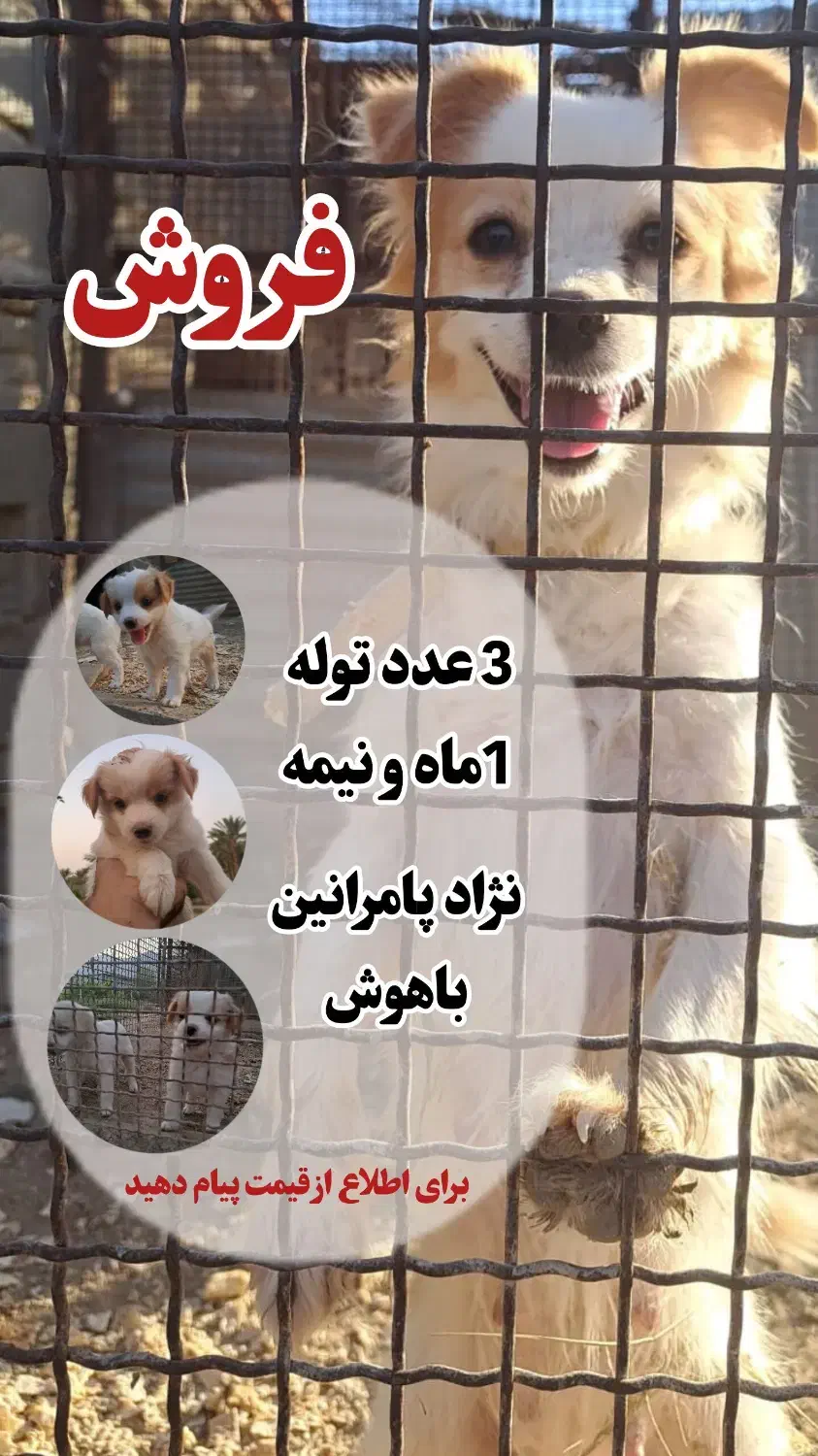 سگ پامرانین|سگ|گراش, |دیوار