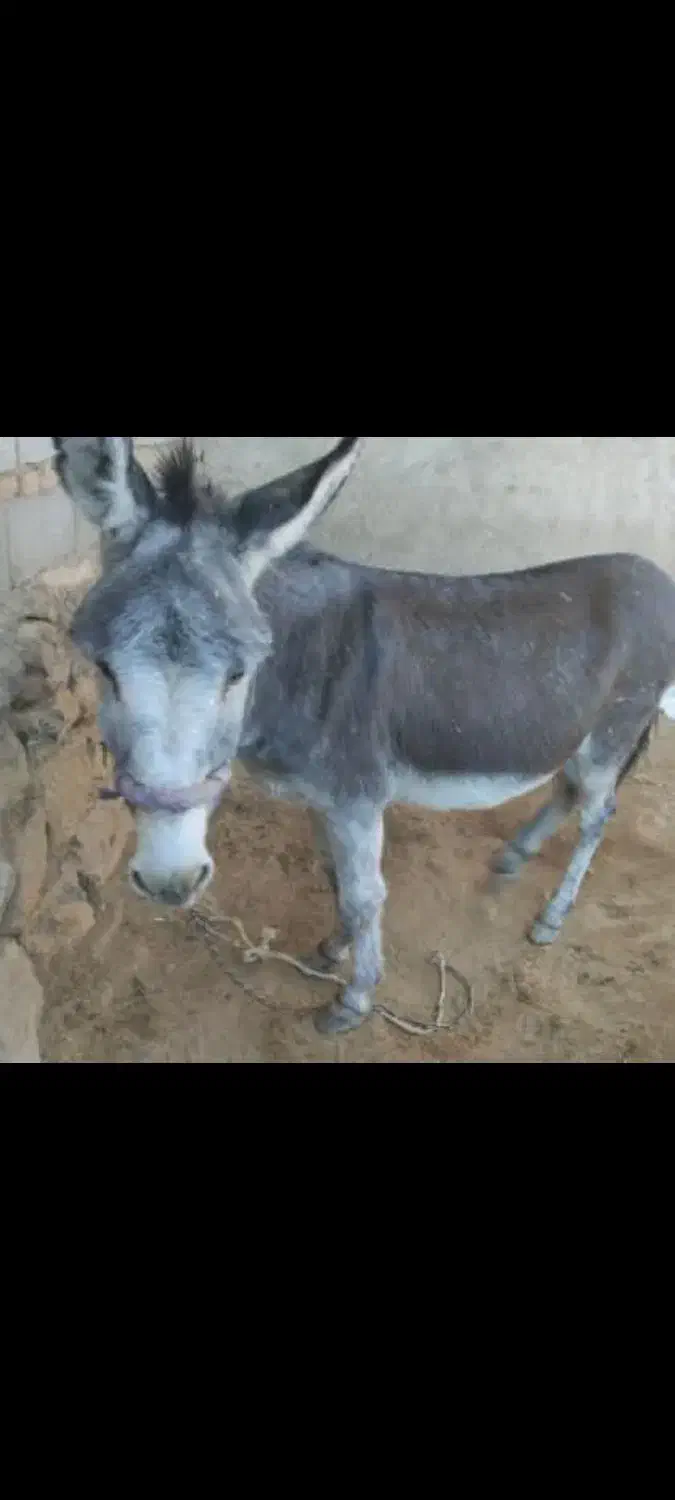 فروشی|حیوانات مزرعه|فولادشهر, مسکن مهر فولادشهر|دیوار