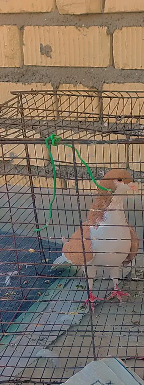 کفتر|پرنده|شیراز, اکبر آباد|دیوار