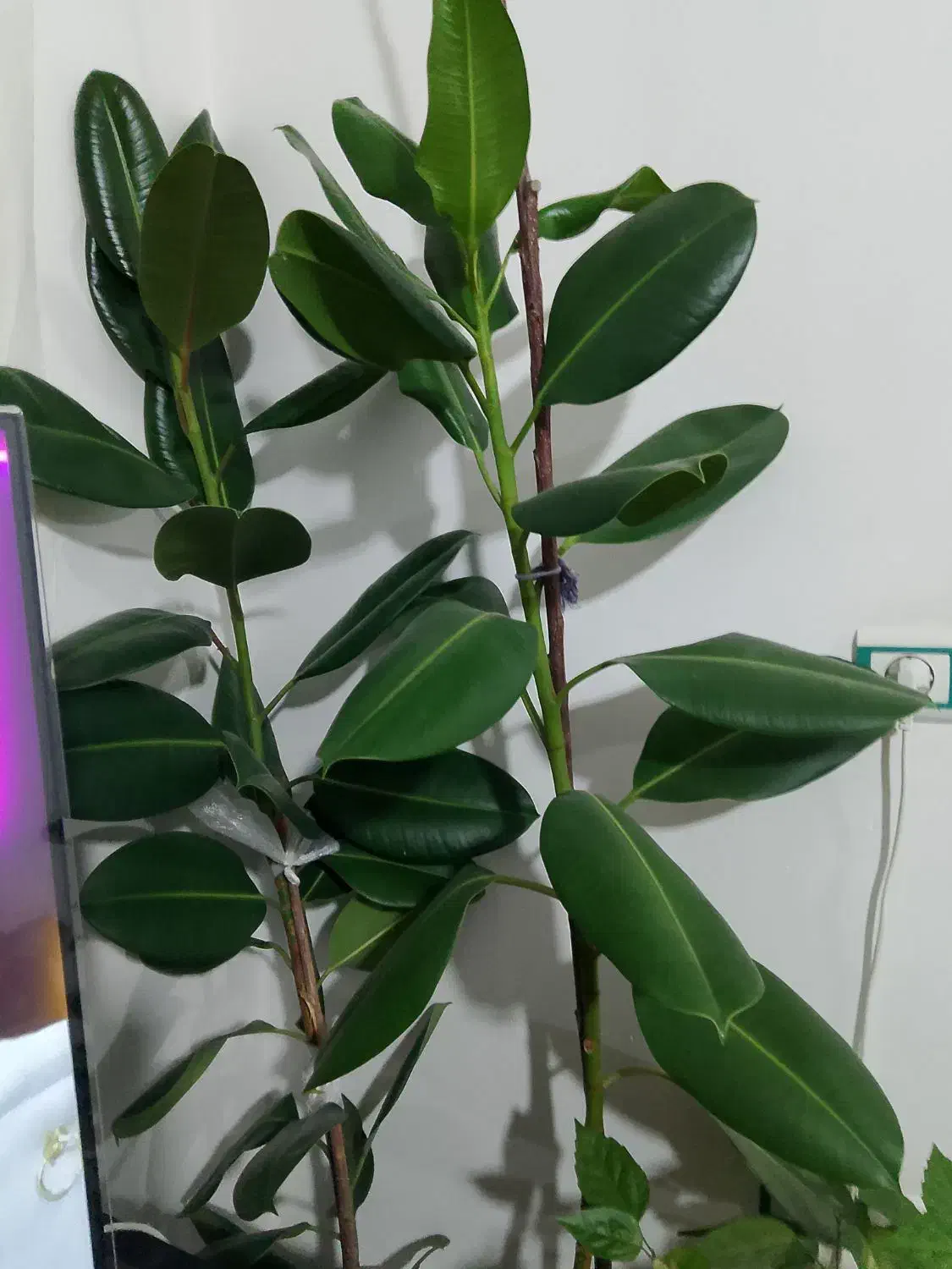 گل های خانگی|گل و گیاه طبیعی|مشگین شهر, |دیوار