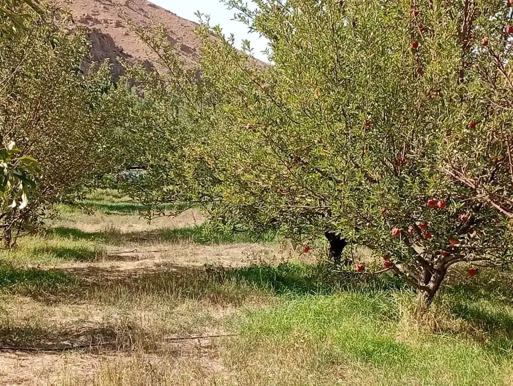 فروش باغ ۳۰۰۰ متری زیبا و پربار در نزدیکی فیروزکوه|فروش دفتر صنعتی، کشاورزی، تجاری|فیروزکوه, |دیوار