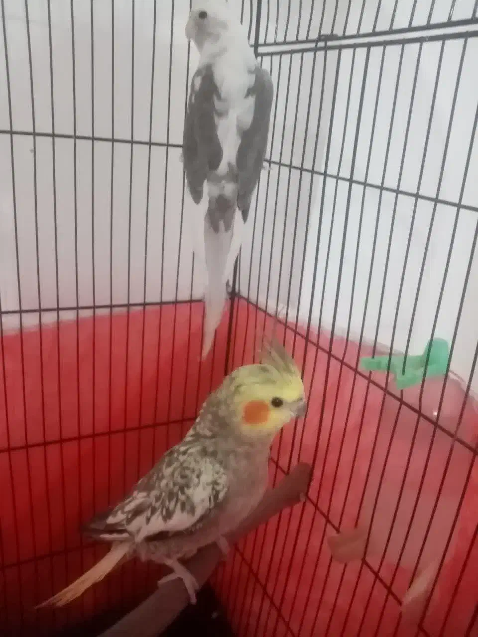 عروس هلندی|پرنده|مینودشت, |دیوار