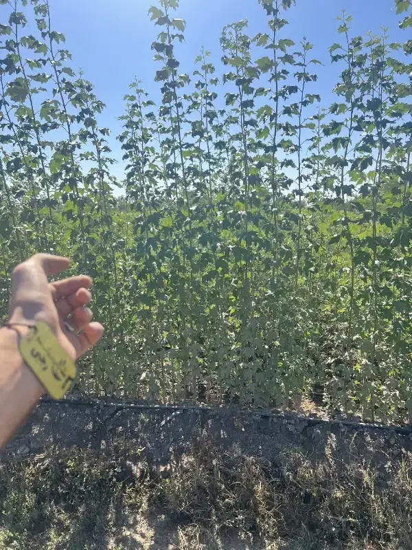 تولید نهال کبوده صنوبر سیاه|خدمات باغبانی و درختکاری|باروق, |دیوار