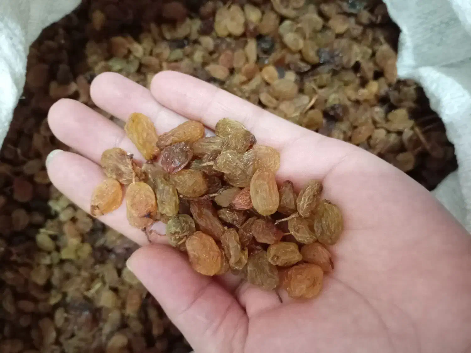 کشمش قوچان|خوردنی و آشامیدنی|چناران, |دیوار