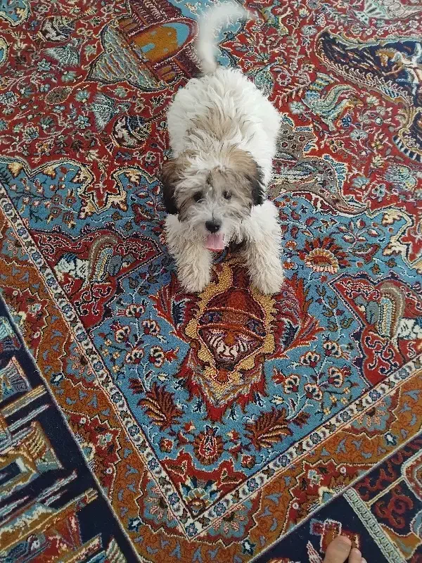 توله شیتزو|سگ|قروه, |دیوار