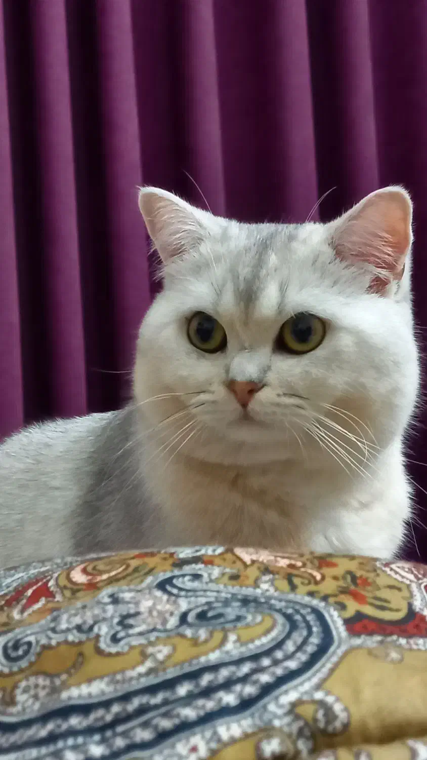 گربه بریتیش نر|گربه|آمل, |دیوار