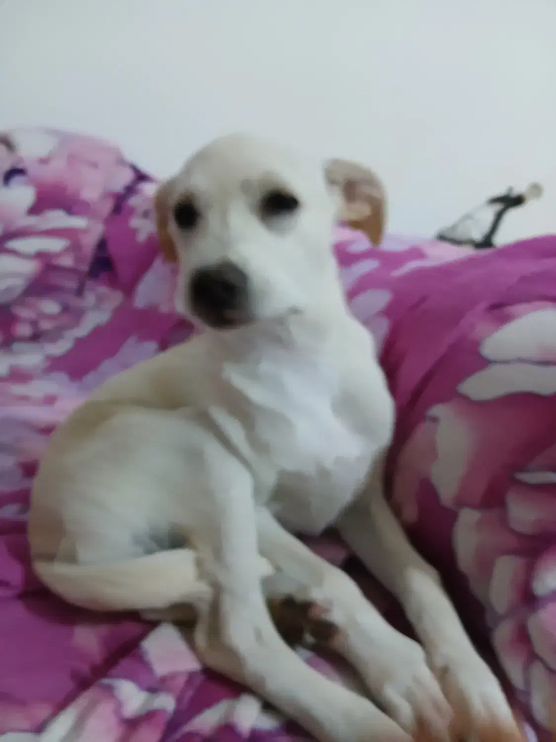 سگ پاکوتاه رایگان|سگ|علیآباد کتول, |دیوار