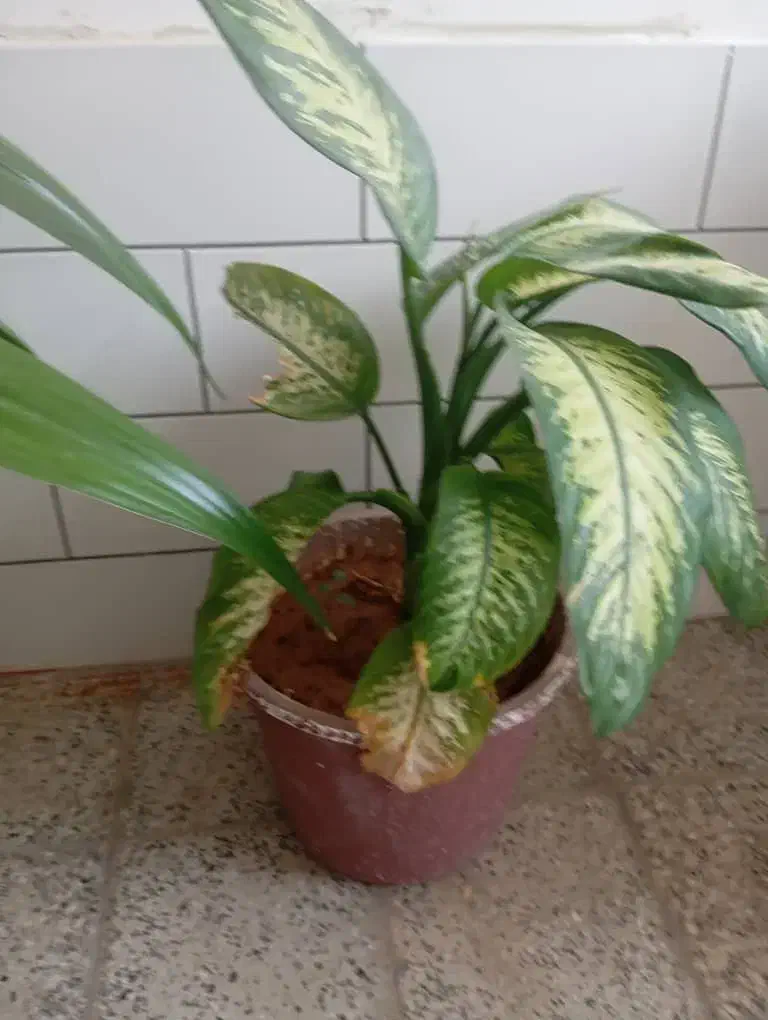 فروش گل|گل و گیاه طبیعی|بروجن, |دیوار