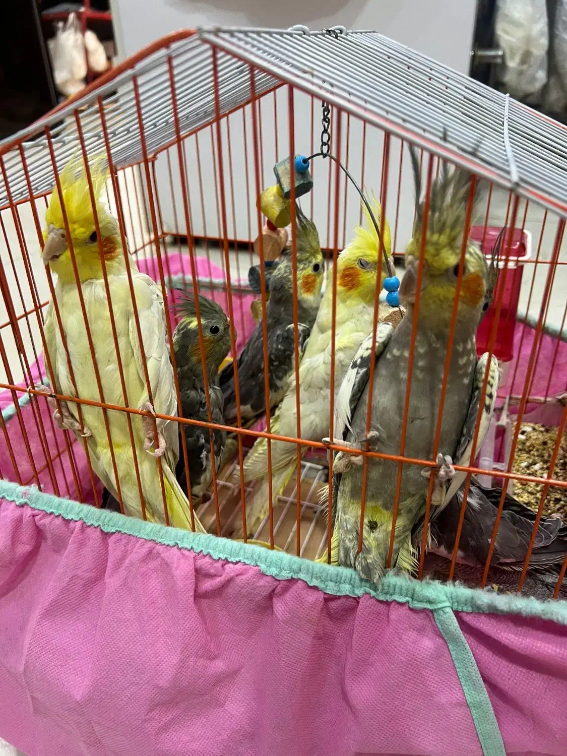 عروس هلندی فروشی|پرنده|فومن, |دیوار