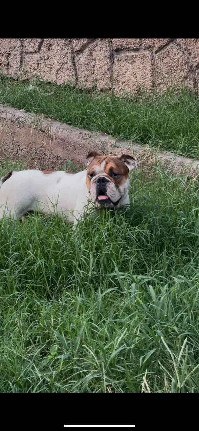 اینگیلیش بوداگ|سگ|قائمشهر, |دیوار