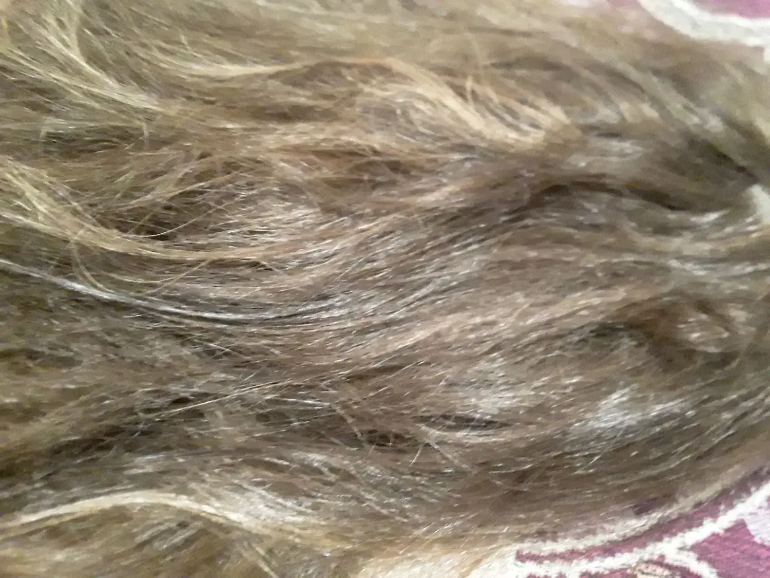 کلاه گیس|آرایشگاه و سالن‌های زیبایی|قوچان, |دیوار