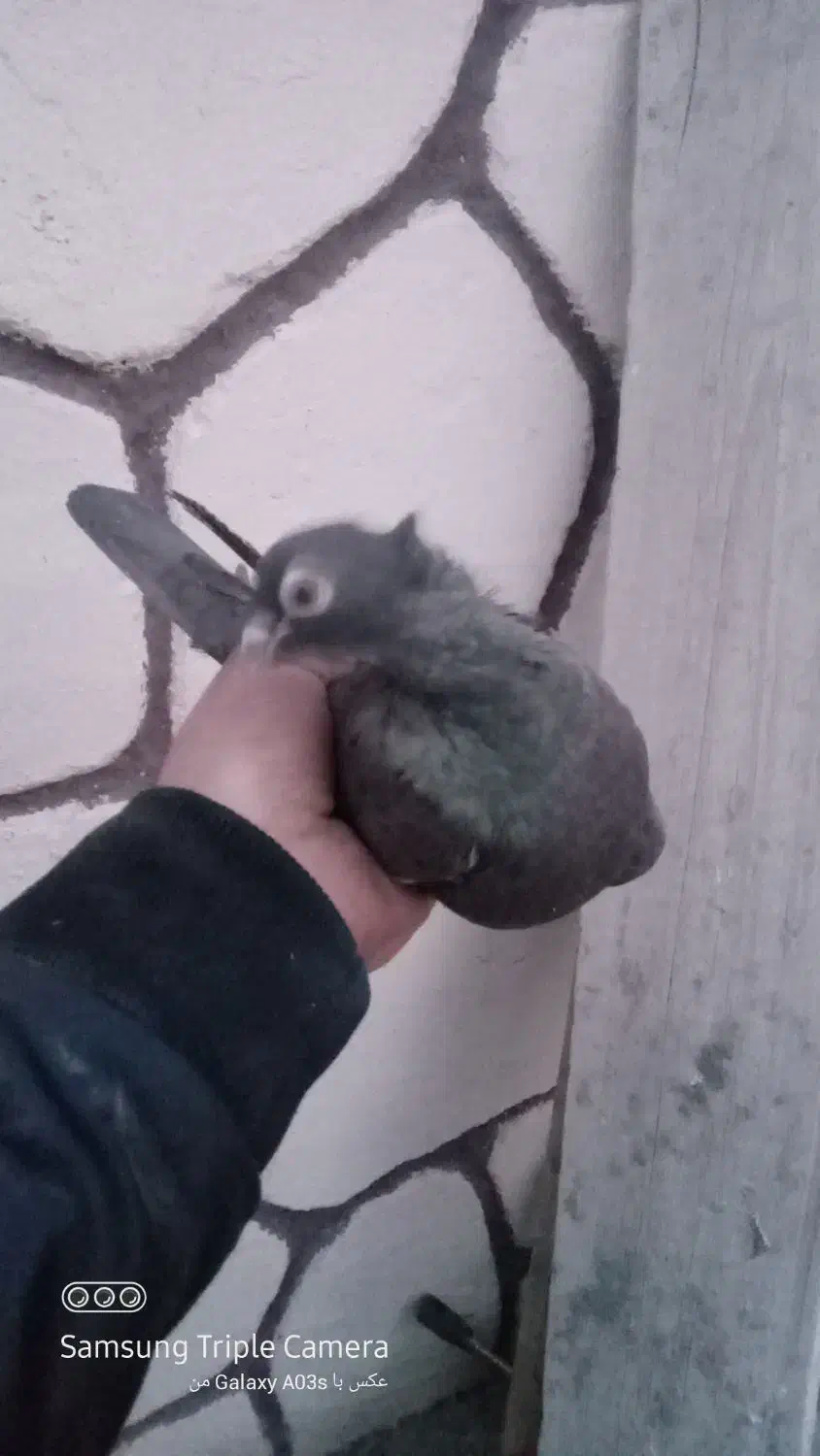 کبوتر ابی|پرنده|باسمنج, |دیوار