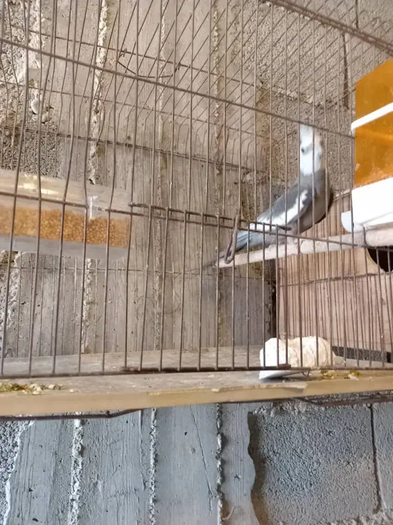 عروس هلدی نر مست|پرنده|بندر گناوه, |دیوار