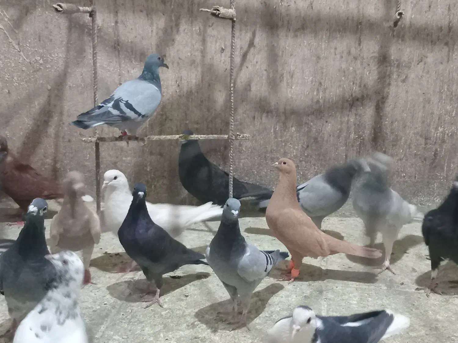 کفتر طور|پرنده|چناران, |دیوار