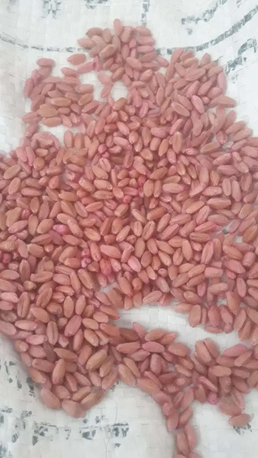 گندم خلیل|عمدهفروشی|چمران, |دیوار