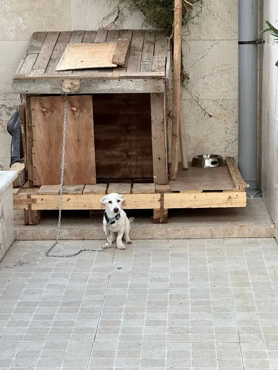 گمشده با مژدگانی زیاد|سگ|قائم‌شهر, |دیوار