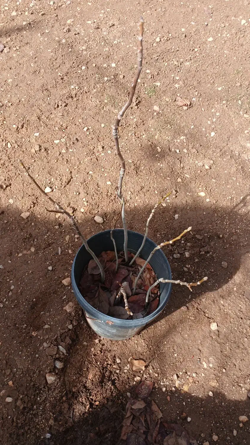 نهال گردو سپیدان|گل و گیاه طبیعی|شیراز, گویم|دیوار