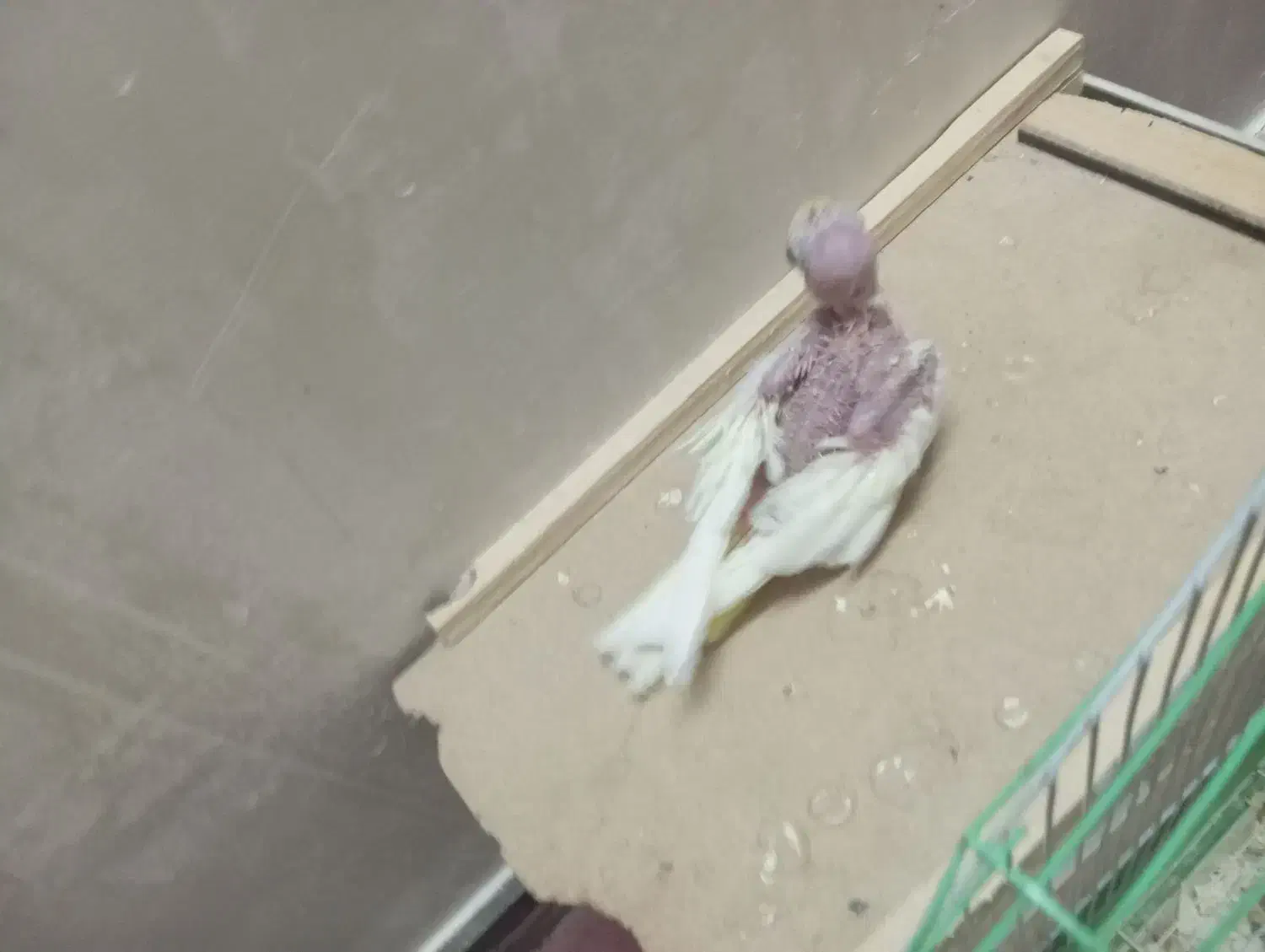 جوجه عروس لوتینو|پرنده|اهواز, کوی جانبازان(دانش)|دیوار