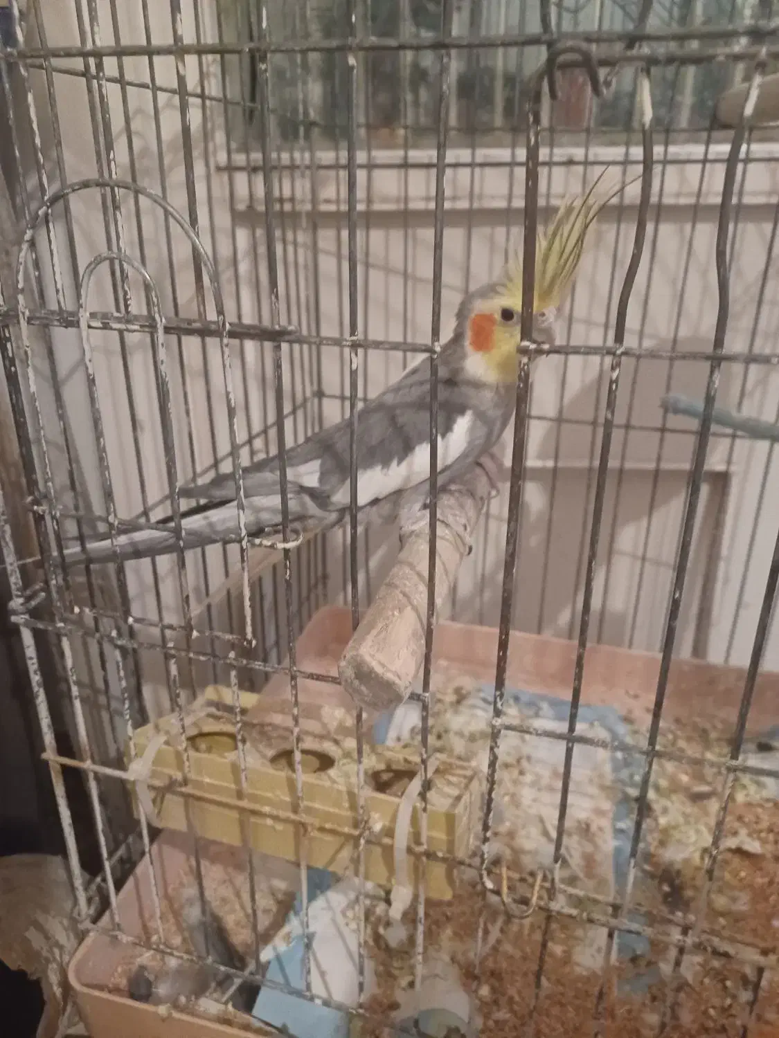 عروس طوطی مولد|پرنده|میاندوآب, |دیوار